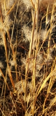 Andropogon ternarius