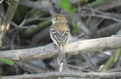 Myiophobus fasciatus