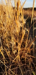 Andropogon ternarius