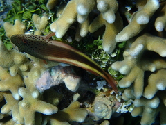 Paracirrhites forsteri