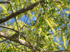 Salix amygdaloides