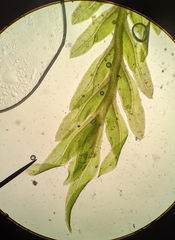 Fissidens ventricosus