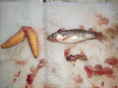 Ctenopharyngodon idella