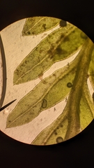 Fissidens ventricosus