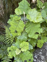 Brachyglottis repanda