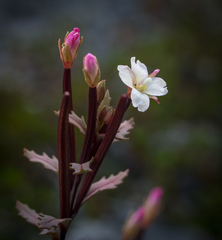 Epilobium melanocaulon