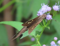 Chioides albofasciatus
