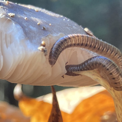 Parajulidae
