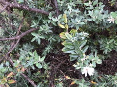 Olearia