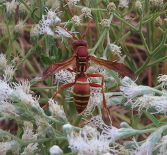 Polistes bellicosus