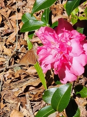 Asbolis capucinus