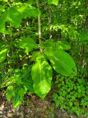 Magnolia macrophylla