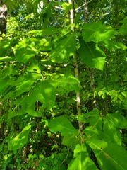 Magnolia macrophylla
