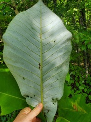 Magnolia macrophylla