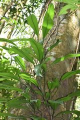 Rhaphidophora