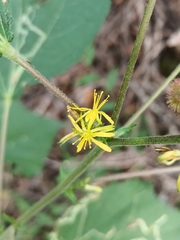 Triumfetta semitriloba