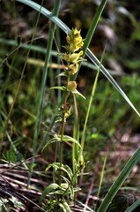 Rhinanthus minor