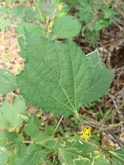 Triumfetta semitriloba