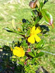Hibbertia cuneiformis