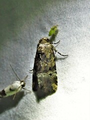 Elaphria chalcedonia