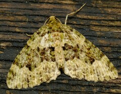 Austrocidaria erasta