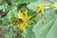 Triumfetta semitriloba