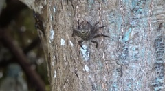Aratus pisonii