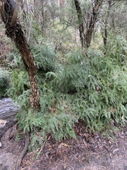 Gleichenia microphylla
