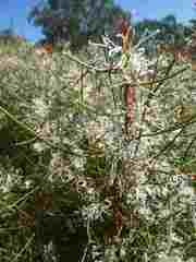 Hakea rostrata