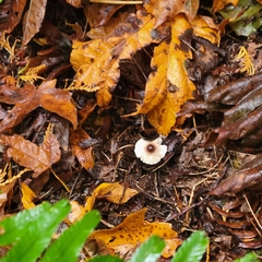 Lepiota rubrotinctoides