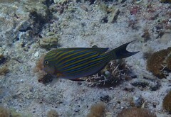 Acanthurus lineatus