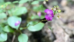 Impatiens putii