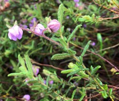 Thomasia petalocalyx