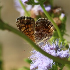 Phyciodes