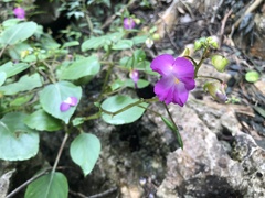 Impatiens putii
