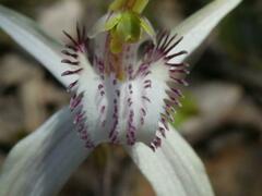 Caladenia venusta