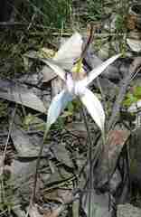Caladenia venusta