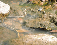 Thamnophis cyrtopsis cyrtopsis