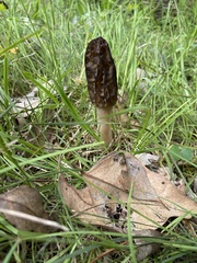 Morchella australiana