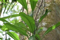 Rhaphidophora