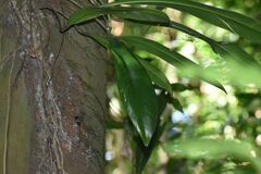 Rhaphidophora