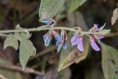 Desmodium affine