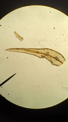 Orthotrichum consimile
