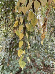 Betula