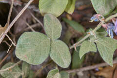 Desmodium affine
