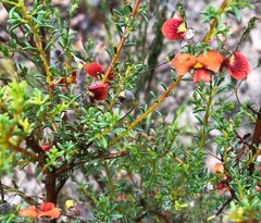 Dillwynia hispida