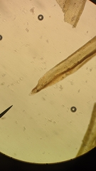 Orthotrichum consimile