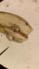 Orthotrichum consimile