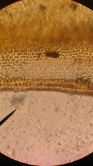 Orthotrichum consimile