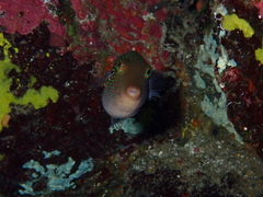 Canthigaster janthinoptera